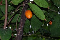 Theobroma cacao - Kakao 1.jpg